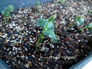 枝豆の発芽
