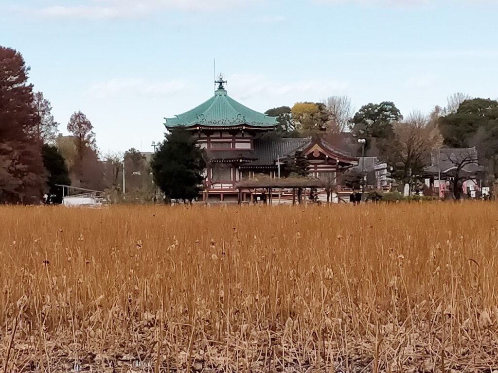 冬の蓮池